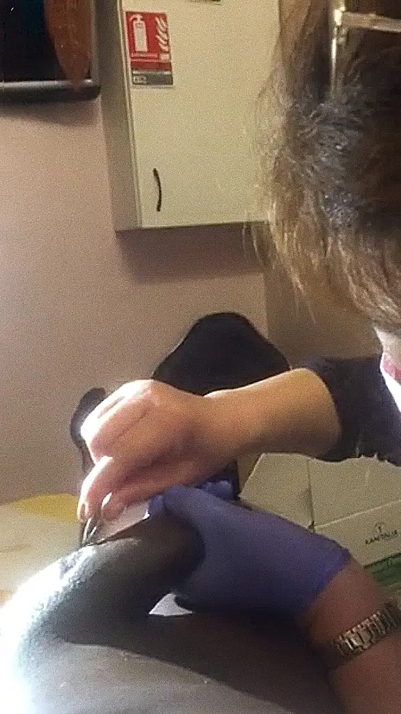 Huge black cock shaving with mature Japanese